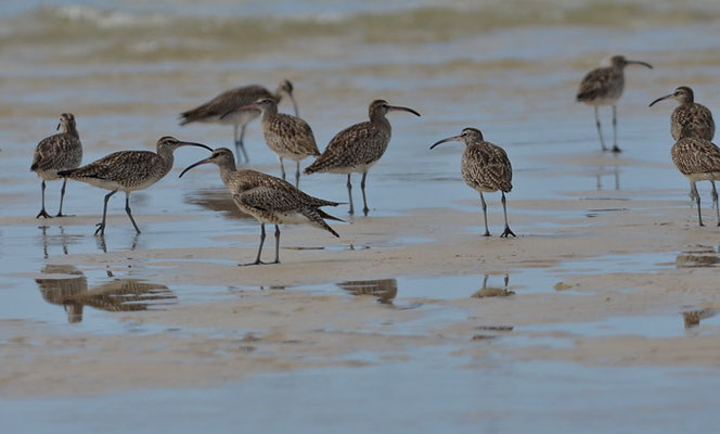 REGENBRACHVOGEL, WHIMBREL, NUMENIUS PHAEOPUS
