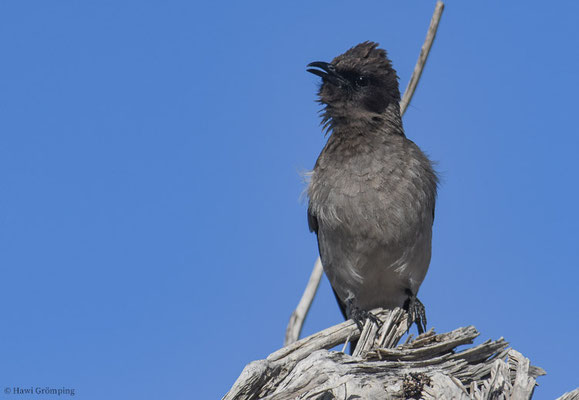 GRAUBÜLBÜL, COMMON BULBUL, PYCNONOTUS BARBATUS