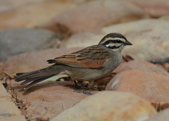 KAPAMMER, CAPE BUNTING, EMBERIZA CAPENSIS