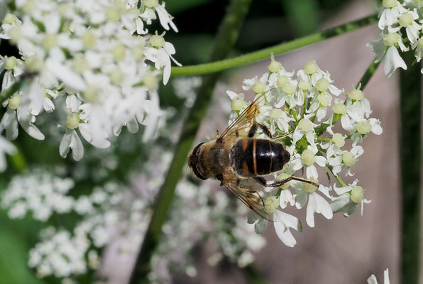 GLÄNZENDE KEILFLECKSCHWEBFLIEGE, ERISTALIS RUPIUM
