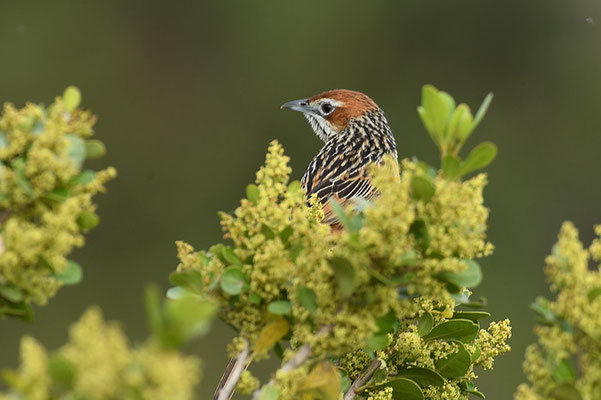 KAP-GRASSÄNGER, CAPE GRASSBIRD, SPHENOEACUS AFER