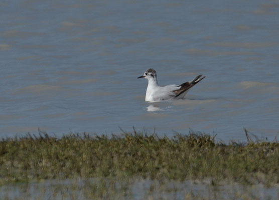 ZWERGMÖWE, LITTLE GULL, HYDROCOLOEUS MINUTUS