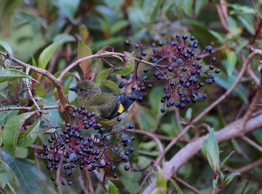 GELBBAUCH-SPATELTYRANN, COMMON TODY-FLYCATCHER, TODIROSTRUM CINEREUM