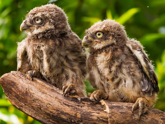 STEINKAUZ, LITTLE OWL , ATHENE NOCTUA