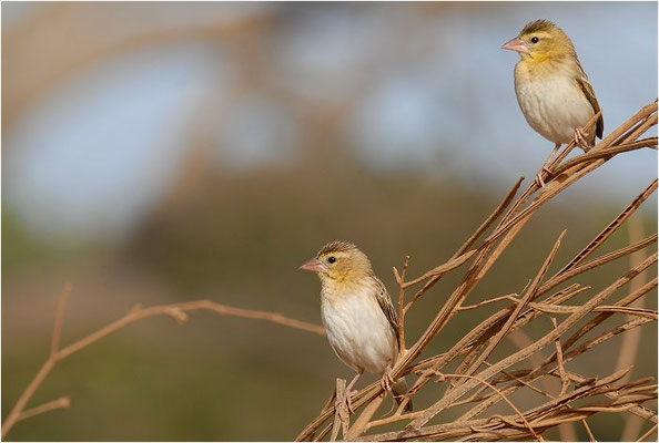 ORYXWEBER, NORTHERN RED BISHOP, EUPLECTES FRANCISCANUS