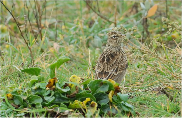 FELDLERCHE, SKYLARK, ALAUDA ARVENSIS