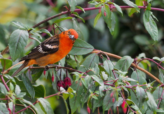 BLUTTANGARE, FLAME-COLORED TANAGER, PIRANGA BIDENTATA