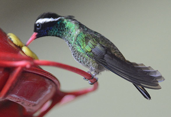 WEISSOHRSAPHIR, WHITE-EARED HUMMINGBIRD, HYLOCHARIS LEUCOTIS