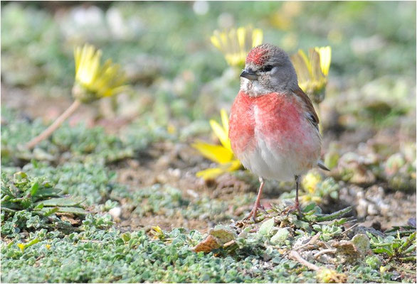 HÄNFLING, LINNET, CARDUELIS CANNABINA