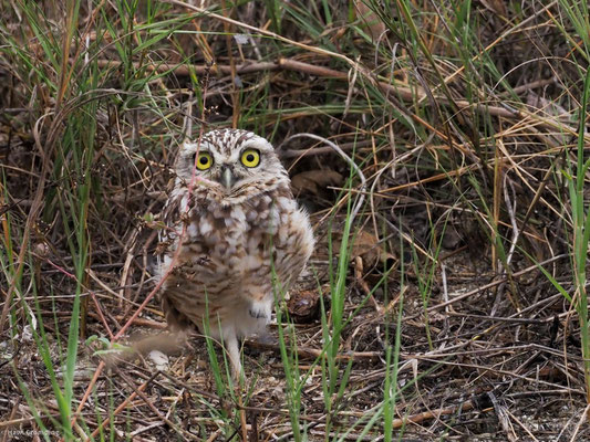 Kanincheneule, Burrowing Owl - Athene cunicularia