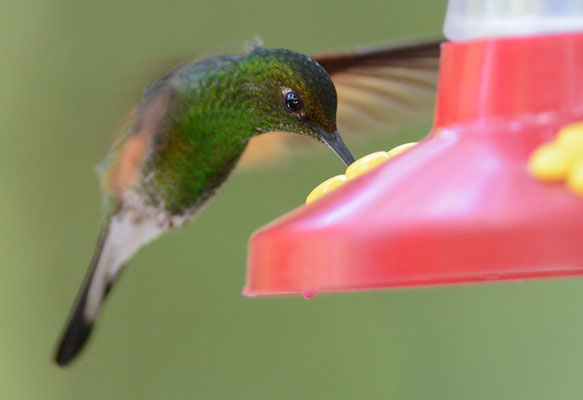 STREIFENSCHWANZKOLIBRI, STRIPE-TAILED HUMMINGBIRD, EUPHERUSA EXIMIA
