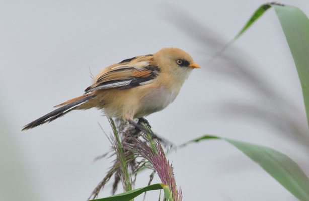 BARTMEISE, BEARDED REEDLING, PANURUS BIARMICUS