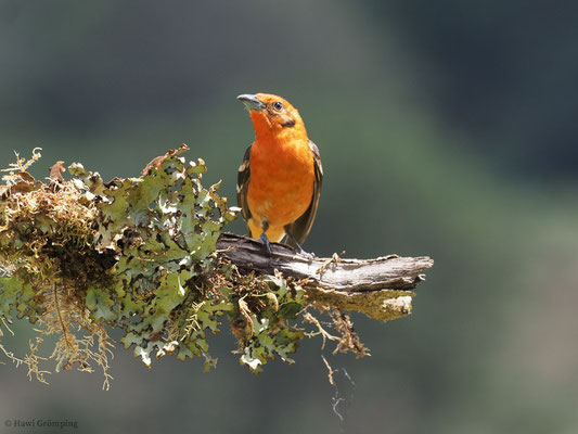 BLUTTANGARE, FLAME-COLORED TANAGER, PIRANGA BIDENTATA