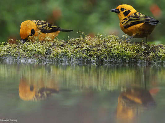 GOLDTANGARE, GOLDEN TANAGER - TANGARA ARTHUS