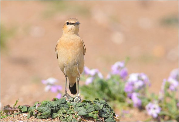 ISABELLSTEINSCHMÄTZER, ISABELLINE WHEATEAR, OENANTHE ISABELLINA
