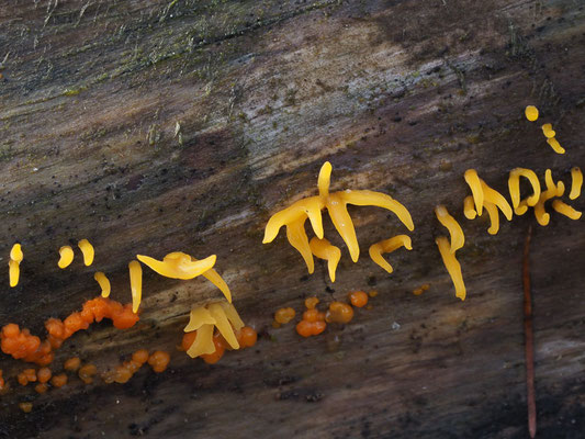 Laubholzhörnling - Calocera cornea