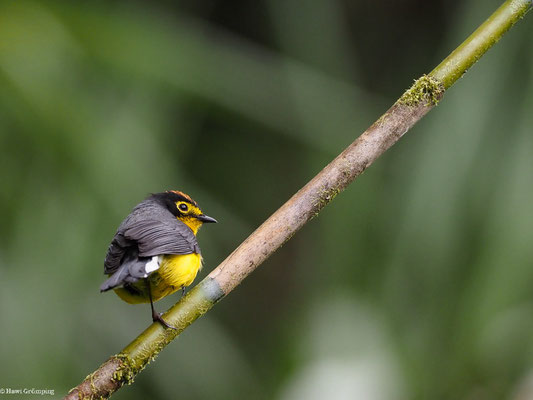 BRILLENWALDSÄNGER, SPECTACLED WHITESTART - MYIOBORUS  MELANOCEPHALUS