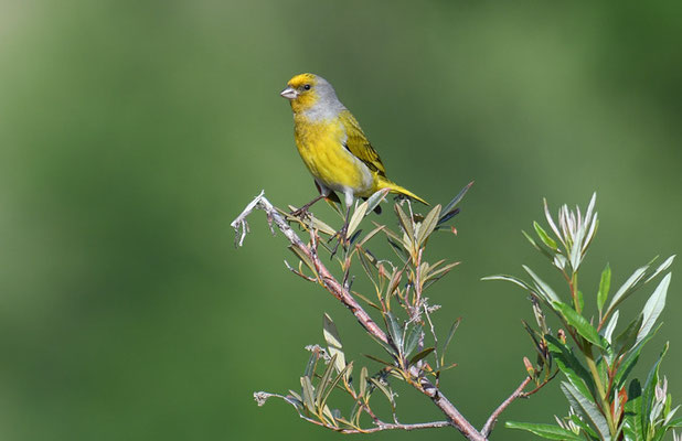 KAP-KANARIENVOGEL, CAPE CANARY, SERINUS CANICOLLIS