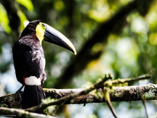 Küstentukan, Choco Toucan - Ramphastos brevis