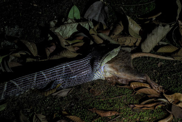 Terciopelo-Lanzenotter,(Bothrops asper): Sie ist innerhalb ihres Areals für den Großteil der Vergiftungen durch Schlangenbisse und auch einige Todesfälle verantwortlich.