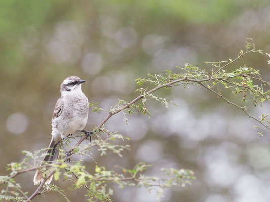 Langschwanz-Spottdrossel, Long-tailed Mockingbird - Mimus longicaudatus