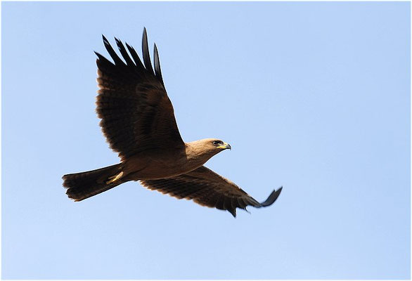 RAUBADLER, TAWNY EAGLE, AQUILA RAPAX