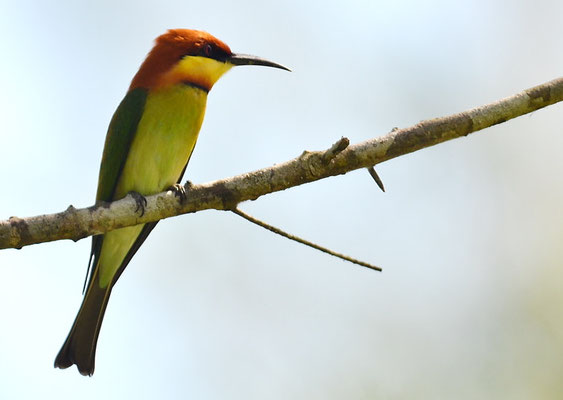 BENGALSPINT, CHESTNUT-HEADED BEE-EATER, MEROPS LESCHENAULTI