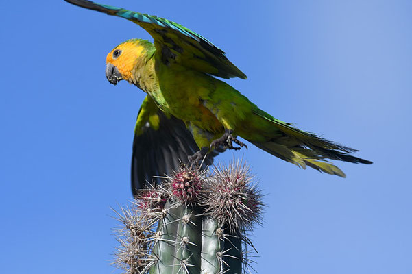 ST. THOMAS- SITTICH, BROWN-THROATED PARAKEET, ARATINGHA PERTINAX