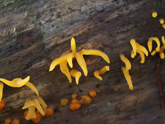 Laubholzhörnling - Calocera cornea