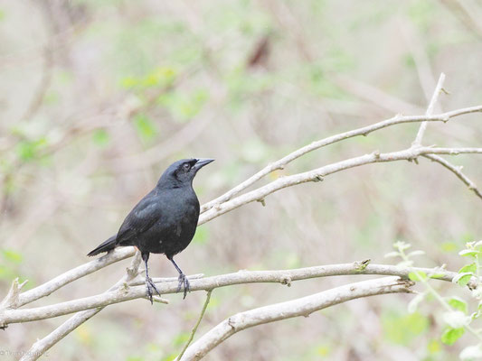 Buschstärling, Scrub Blackbird - Dives warczewiczi