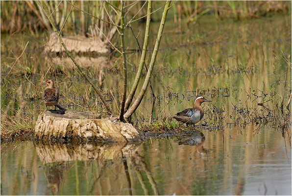 KNÄKENTE, GARGANEY, ANAS QUERQUEDULA