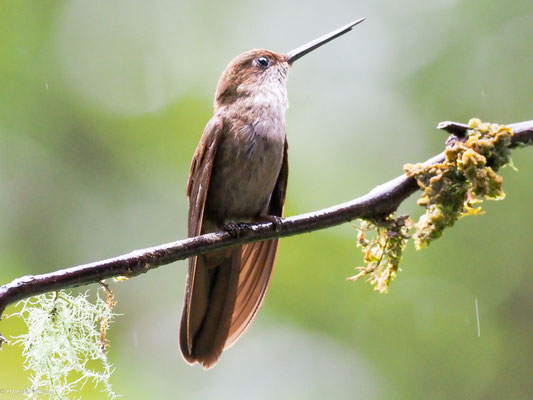 Bronzeandenkolibri, Bronzy Inca - Coeligena coeligena