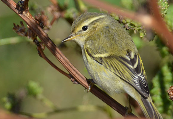 GELBBRAUENLAUBSAÄNGER, YELLOW-BROWED WARBLER, PHYLLOSCOPUS INORNATUS