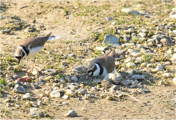 FLUSSREGENPFEIFER, LITTLE RINGED PLOVER, CHARADRIUS DUBIUS