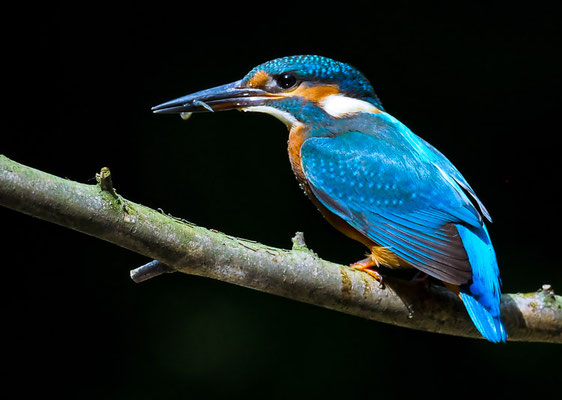 EISVOGEL, COMMON KINGFISHER, ALCEDO ATTHIS