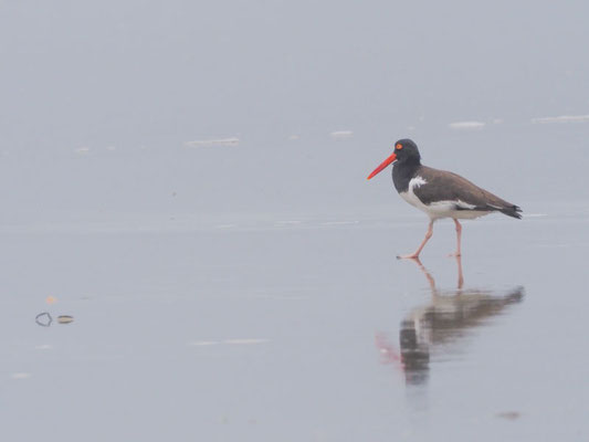 Braunmantel-Austernfischer, American Oystercatcher - Haematopus palliatus