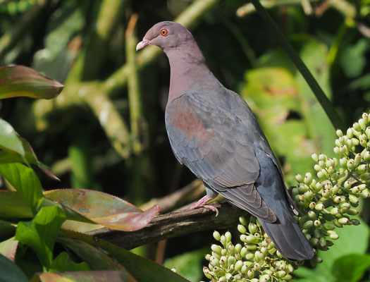 ROTSCHNABELTAUBE, RED-BILLED PIGEON, PATAGIOENAS FLAVIROSTRIS