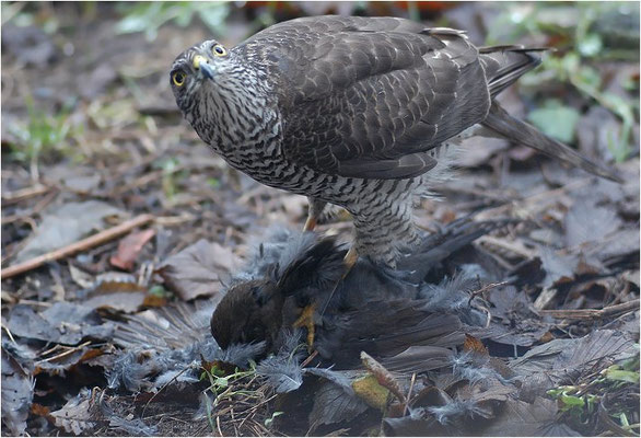 SPERBER, SPARROWHAWK, ACCIPITER NISUS