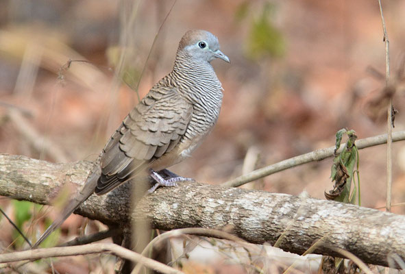 ZEBRATAUBE, PEACEFUL DOVE, GEOPELIA STRIATA