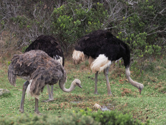 Strauß, common ostrich, struthio camelus - südafrika