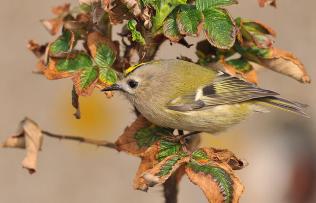 WINTERGOLDHÄHNCHEN, GOLDCREST, REGULUS REGULUS