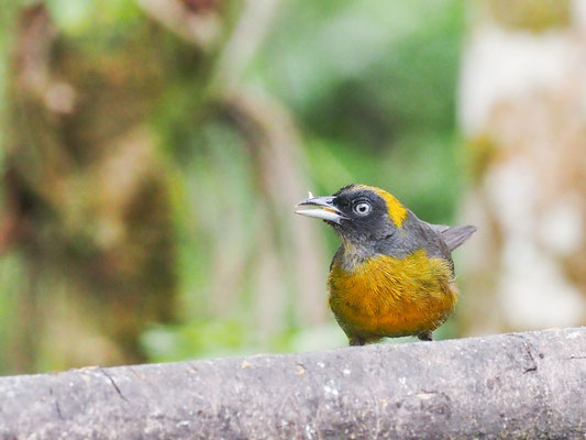 Rußgesicht-Stärlingstangare, Dusky-faced Tanager - Mitrospingus cassinii