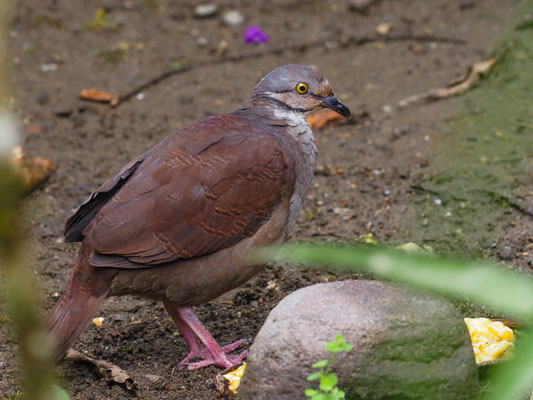 PERU-WACHTELTAUBE, WHITE-THROATED QUAIL-DOVE - ZENTRYGON FRENATA