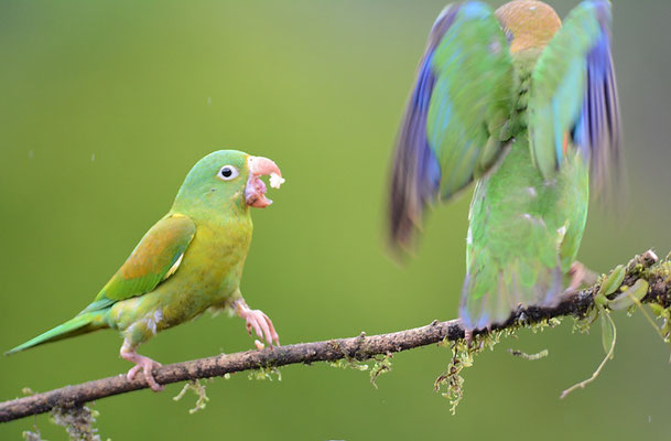 TOVISITTICH, ORANGE-CHINNED PARAKEET, BROTOGERIS JUGULARIS