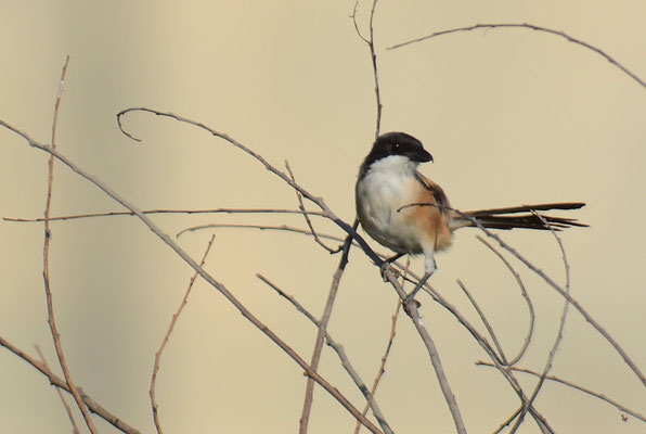 SCHACHWÜRGER, LONG-TAILED SHRIKE, LANIUS SCHACH
