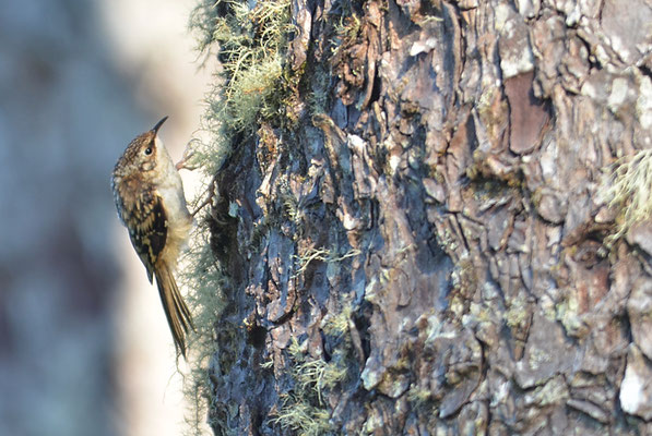 Andenbaumläufer, Brown creeper, Certhia americana