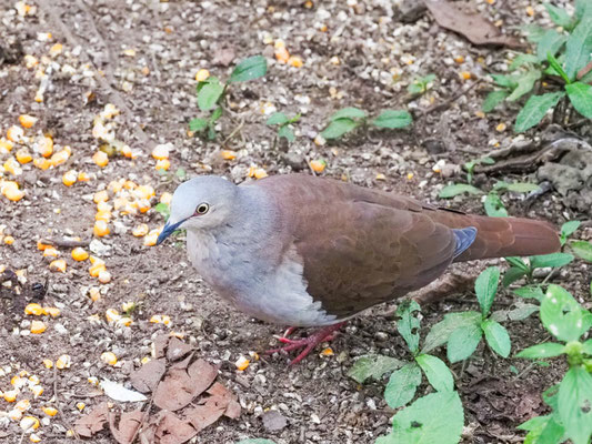 Fahltaube, Pallid Dove - Leptotila pallida