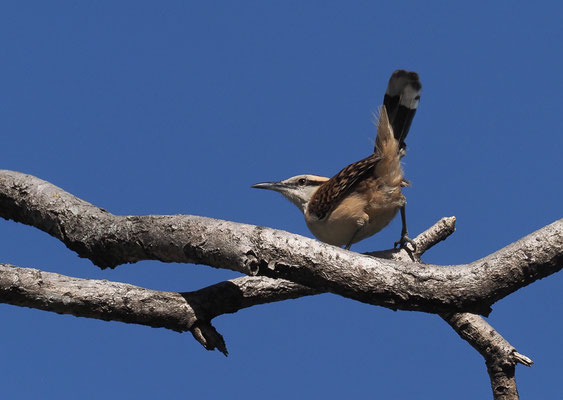ROTNACKENZAUNKÖNIG, RUFOUS-NAPED WREN, CAMPYLORHYNCHUS RUFINUCHA