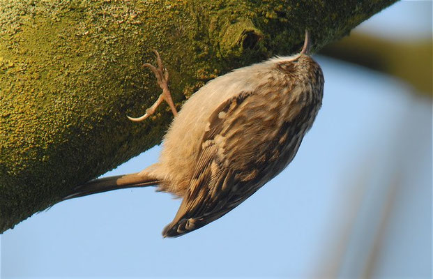 GARTENBAUMLÄUFER, SHORT-TOED TREECREEPER, CERTHIA BRACHYDACTYLA