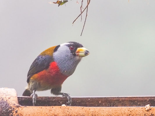 Tukan-Bartvogel, Toucan Barbet - Semnornis ramphastinus